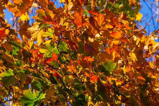 Beautiful autumn maple with big red, orange, yellow and green leaves &ndash; magnified fragment of a tree on a background of clear blue sky on a Sunny day