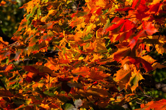 Beautiful autumn maple with red, orange, yellow and green leaves &ndash; a detailed fragment of a tree on a blurred background on a Sunny day, the nature of Russia