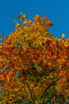 Beautiful autumn maple with big red, orange, yellow and green leaves &ndash; magnified fragment of a tree on a background of clear blue sky on a Sunny day