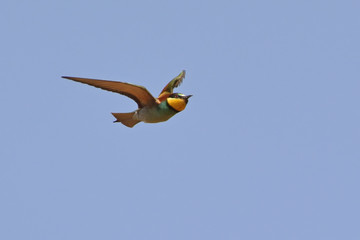 European bee-eater (Merops apiaster), Greece