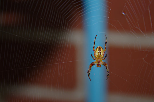 Close Up of Orange and Brown Spider Hanging on Web Against a Brick Building
