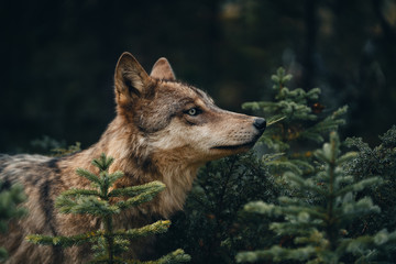 Portrait of coyote