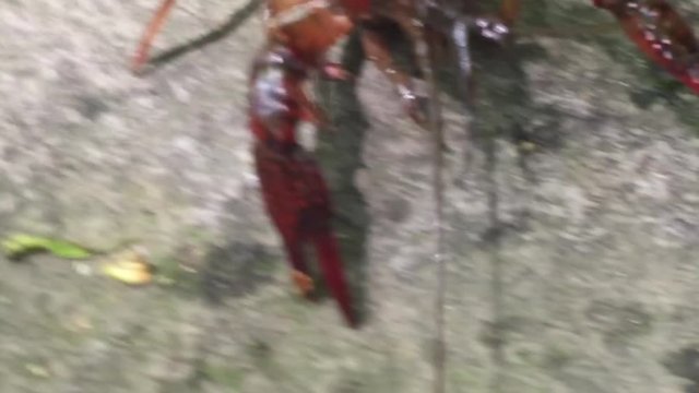 Crayfish move backward