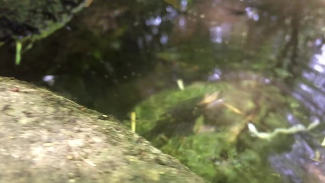 Crayfish dive into the water