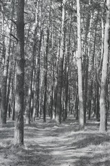 Autumn forest. Black and white photo