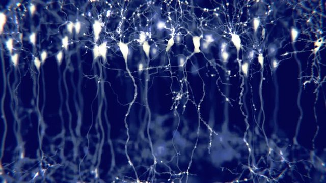 Pyramidale Neuronen in der Gro&szlig;hirnrinde. Die synaptische Signale sind deutlich erkennbar.