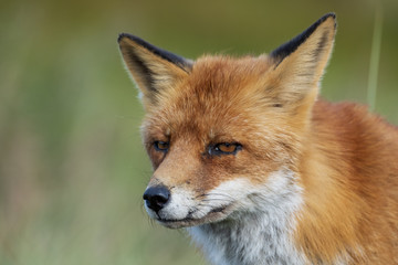 Close up of the face of a staring European red fox (Vulpes vulpes)