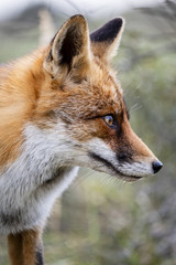 Naklejka na ściany i meble Close up of the face of a staring European red fox (Vulpes vulpes)