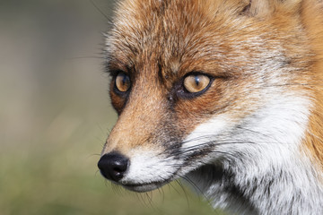 Close up of the face of a staring European red fox (Vulpes vulpes)