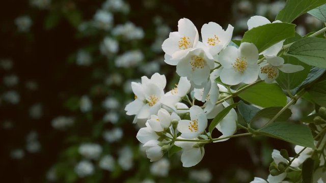 jasmine blooms in the park