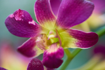 Fototapeta na wymiar Purple Flower