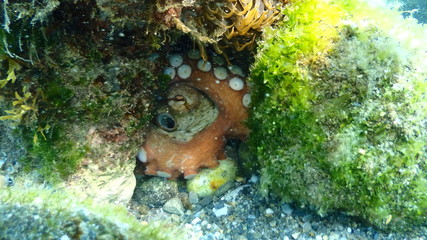 Hidden octopus