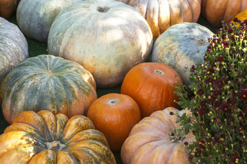 Different varieties of squashes and pumpkins.