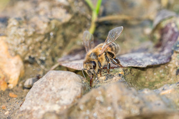 Honigbiene beim trinken in einer Schlammpfütze, Deutschland