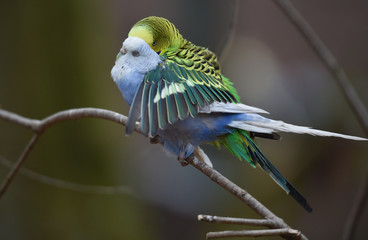 Wellensittiche paaren sich 