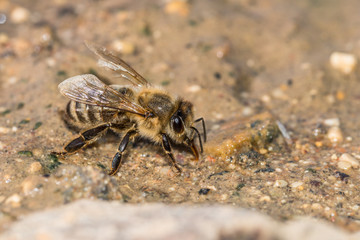 Honigbiene beim trinken in einer Schlammpfütze, Deutschland