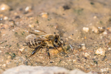 Honigbiene beim trinken in einer Schlammpfütze, Deutschland
