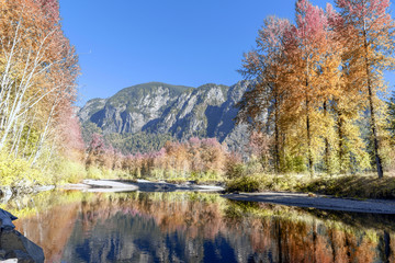 Changing seasons aspen trees next to calm lake. colorful gradient leaves.
