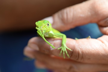 iguane