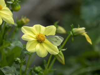 Obraz premium Dahlia à fleurs simples aux pétales de couleur jaune vif