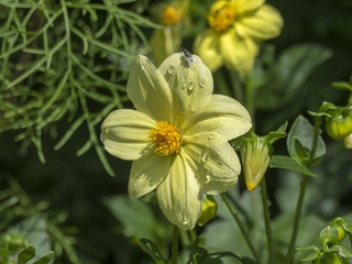 Dahlia à fleurs simples aux pétales de couleur jaune vif