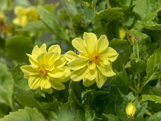 Dahlia à fleurs semi-doubles aux pétales de couleur jaune