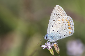 Fototapeta na wymiar Polyommatus icarus common blue butterfly on a purple flower