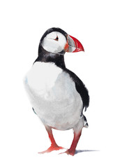 Puffin bird watercolor painting illustration isolated on white background