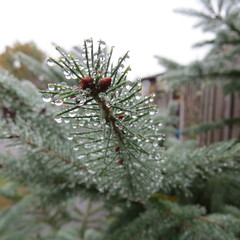 Droplets on Pine