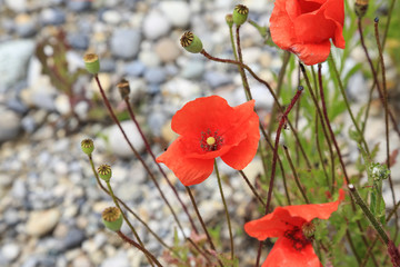 Wilder Klatschmohn