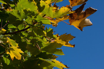 autumn leaves in the sun