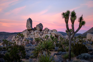 Joshua Trees and Sandstone Formations at Joshua Tree National Park with a Beautiful Sunset
