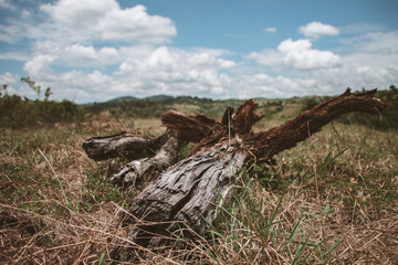 Wood in the mountains