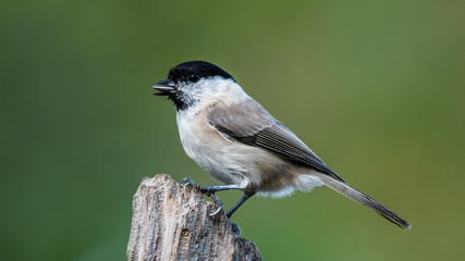 Marsh Tit's Profile