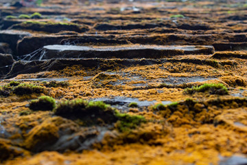 Lichen covered wall (close)