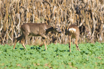 Two Roe Deer, Capreolus capreolus