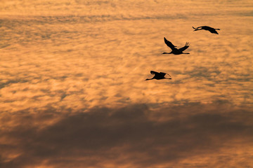 Three silhouette of migrating crane  Grus grus ower clouds