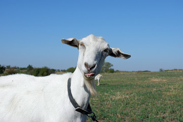 The goat is fooling around, grimacing. Animal emotions - obrazy, fototapety, plakaty