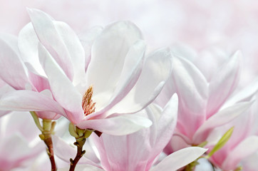 Fototapeta premium Makrofag krwawiący z magnolii