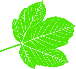 Green leaf on white background
