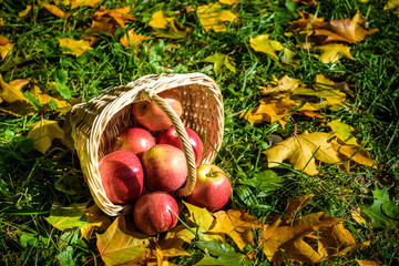 red apples on the grass in a basket lies sideways