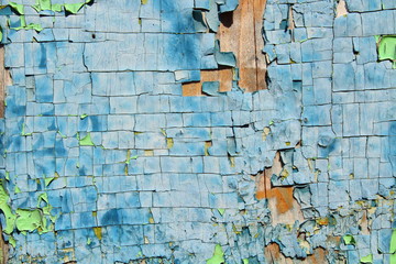 Dry cracked blue paint on an old board. Close-up. Background. Texture.