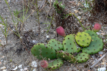green Prickly pear cactus with pink or radish color flower 