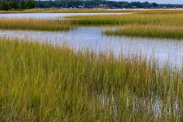 Fototapeta na wymiar Marsh with beautiful water pattern in between the grasses