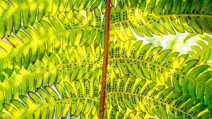 detail of green leaves of a fern. natural abstract texture background