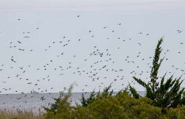 birds migrating on a cloudy day with trees in the foreground