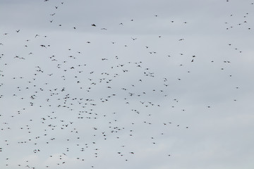 birds migrating on a cloudy day.  could be used as a background