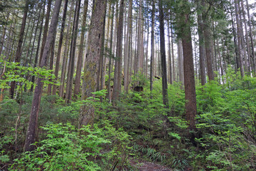 Old growth west coast rain forest in Canada