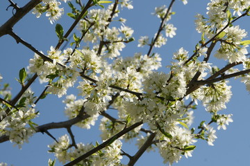 cherry blossom in spring germany south bavaria with blue sky travel with family