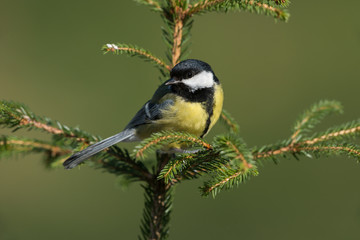 Great tit, Parus major